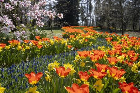 Tulipani v gozdu Arboretum Volčji Potok Foto Mateja Račevski-1